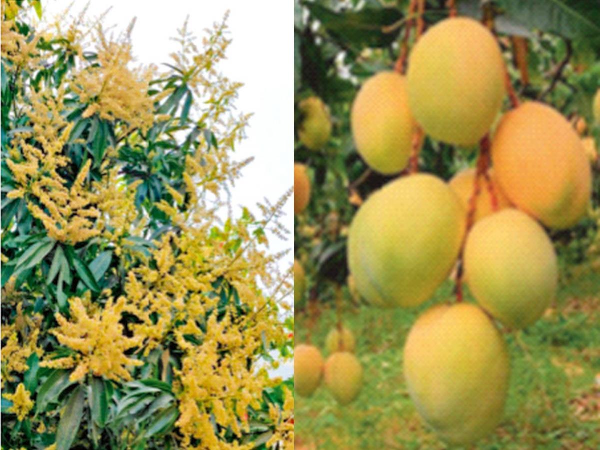 Wait Mango खवय्यांनो, रायगडच्या आंब्यासाठी मार्च-एप्रिलपर्यंत थांबा! डिसेंबरचा ...