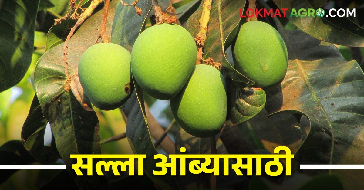 Mango Rais हवामान ढगाळ, तुरळक सरी, नुकसानीच्या भीतीने धास्तावला आंबा शेतकरी | The ...