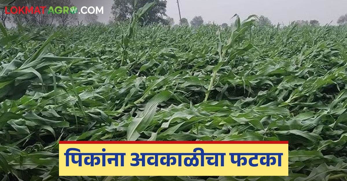 Unseasonal Rain in Marathawada damage crops