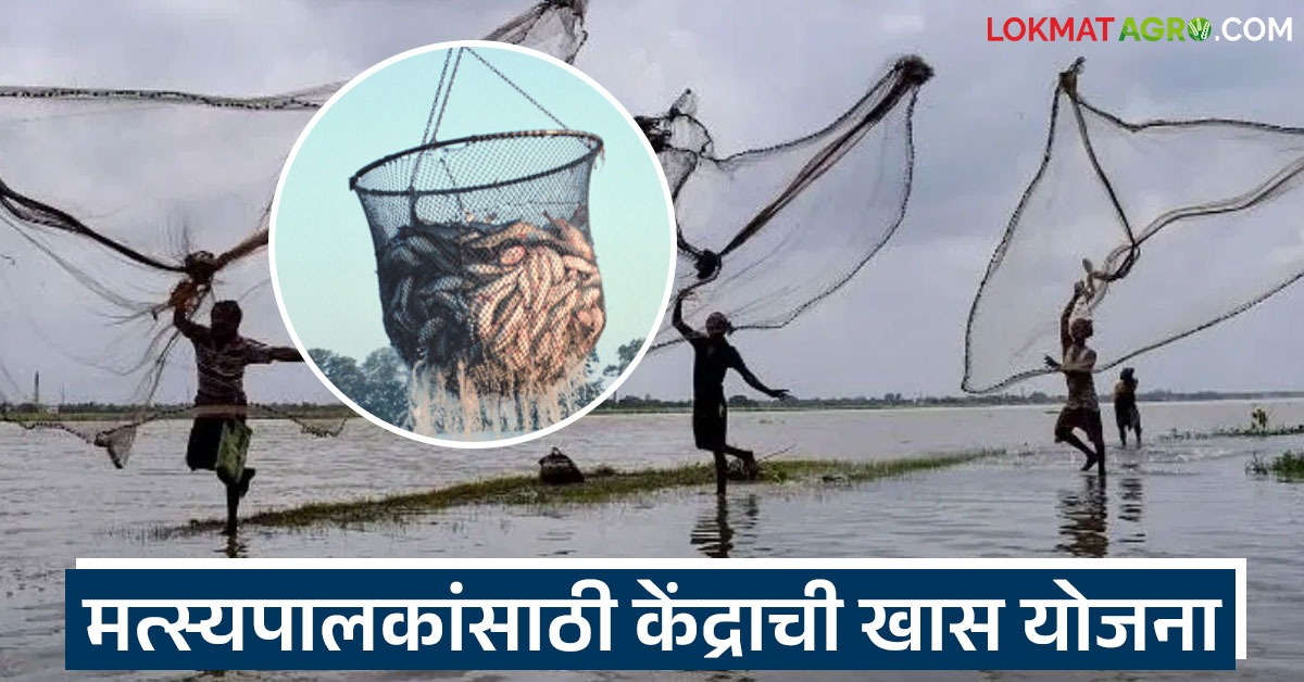 Fish Scheme latest news Matsya Palan Yojana: Secure the fishing business; The ...