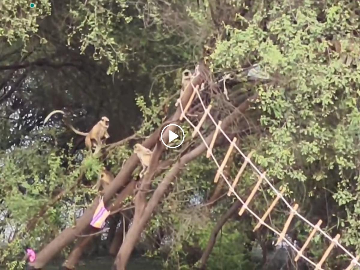 Monkey Rope Rescue दोरीच्या शिडीने काही वानरे पुराच्याबाहेर, काहींची तगमग; मन्याड नदीत ...