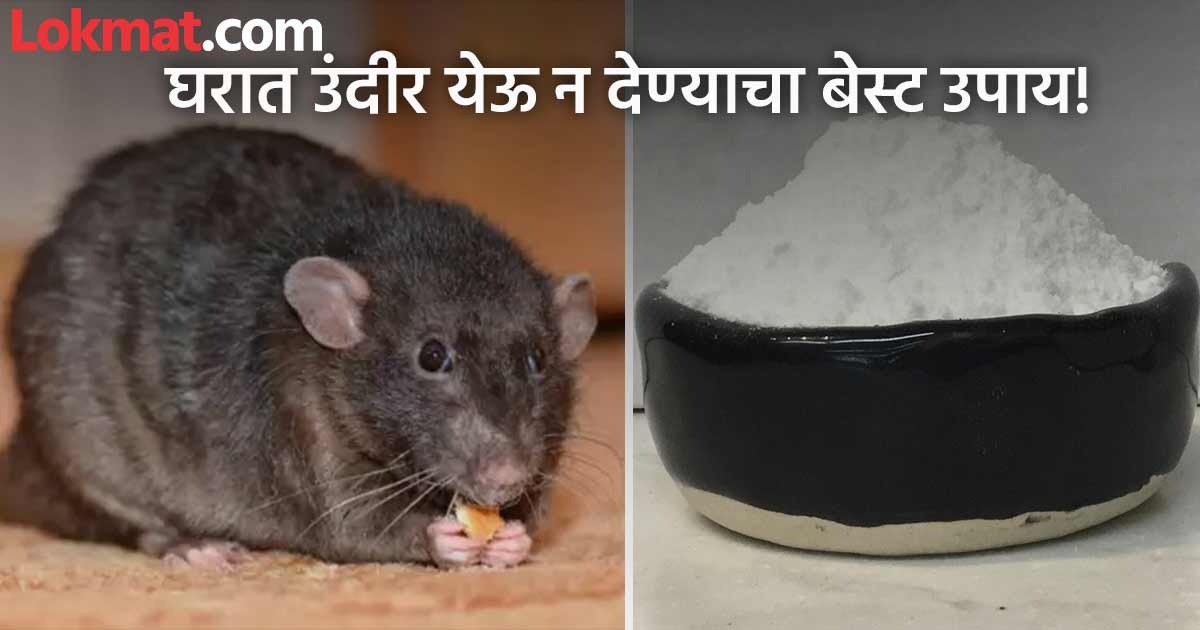 केवळ १० रूपयांच्या 'या' पावडरने बाहेर पळवा घरातील उंदीर, कधीच येणार