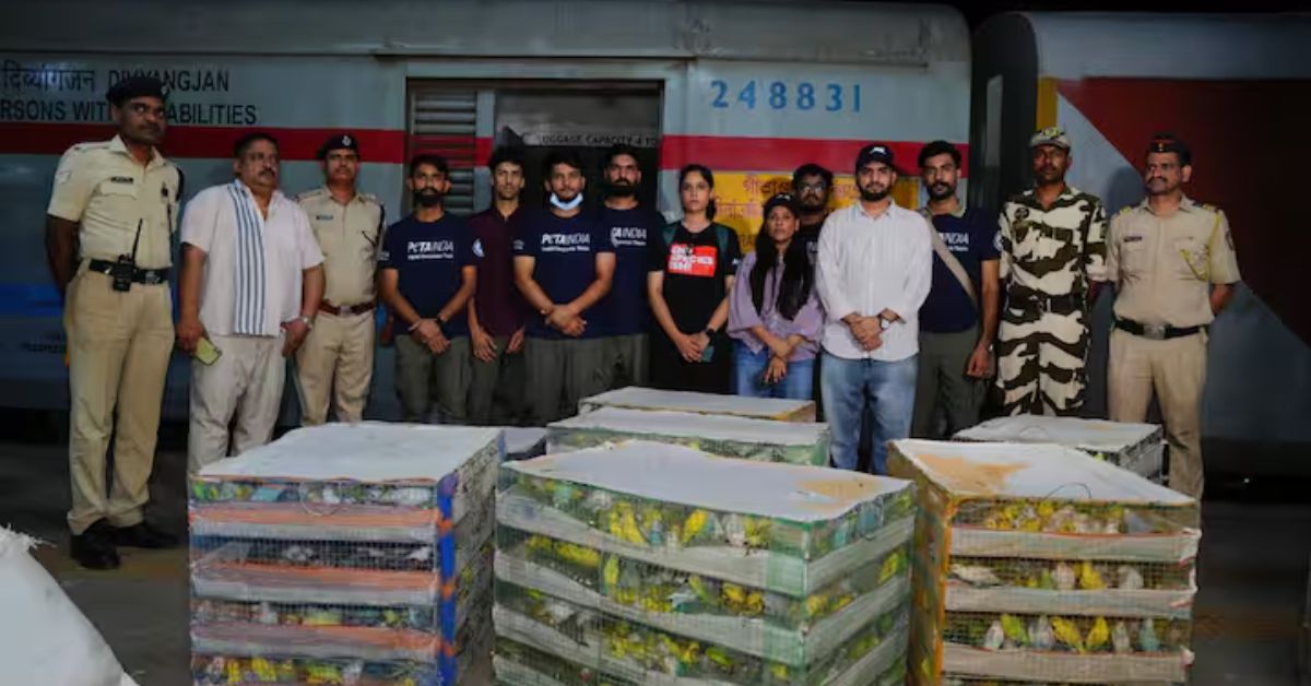 Mumbai: सात पिंजरे, दोन हजार पक्षी; दीड हजारांचा ठिकाणाच नाही, गीतांजली एक्स्प्रेसमधून पक्ष्यांची तस्करी
