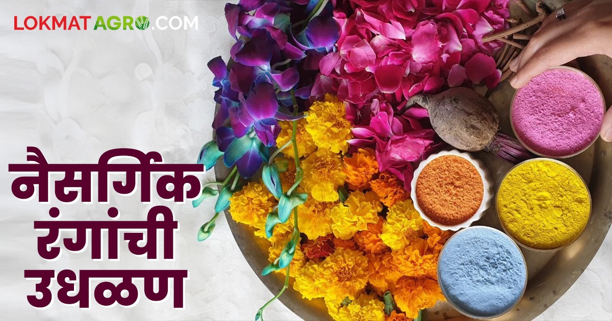 Naisargik Rang : शेतीतील या उत्पादनांपासून कसे बनवाल नैसर्गिक रंग? वाचा ...