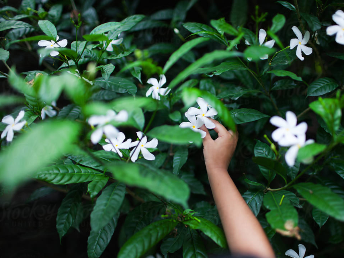 What Is The Science Behind Growing Plants