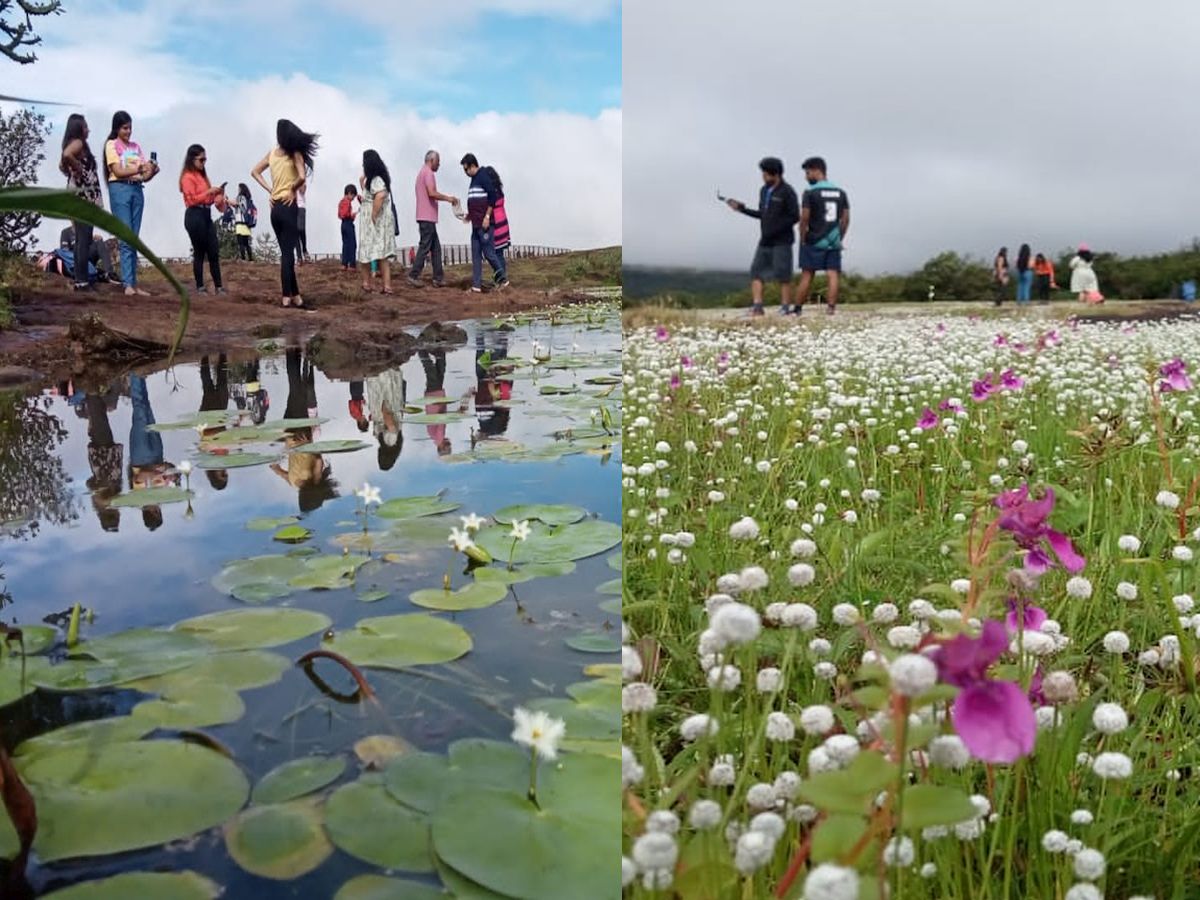 Kas Pathar Latest Update कास पठार फुलले, तरुणतरुणी भुलले! डोळे तृप्त