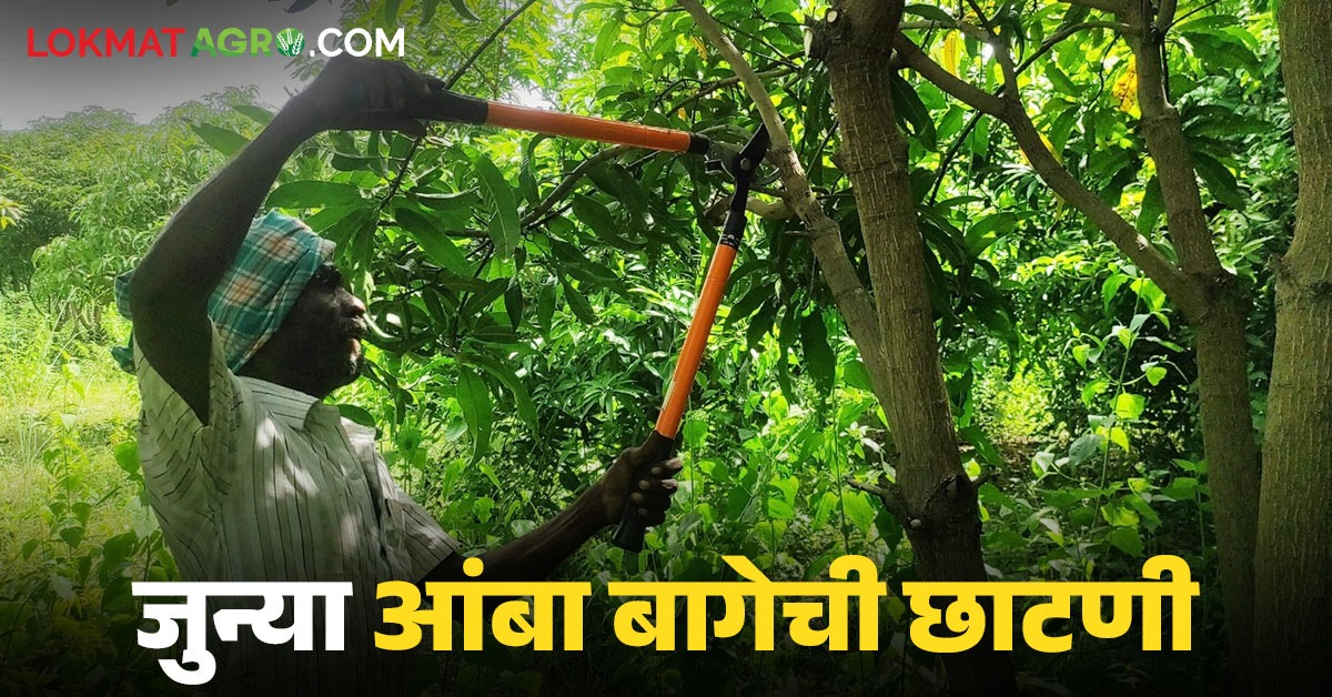 जुन्या आंबा बागेच्या पुनरुज्जीवनासाठी झाडांची छाटणी कशी करावी, वाचा ...