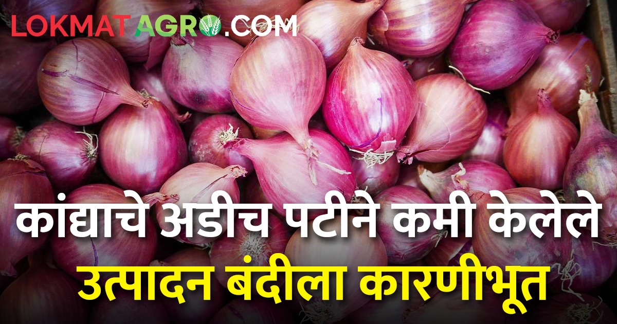 कृषी विभागाचा कांदा उत्पादन घाेळ उठला शेतकऱ्यांच्या जीवावर Onion