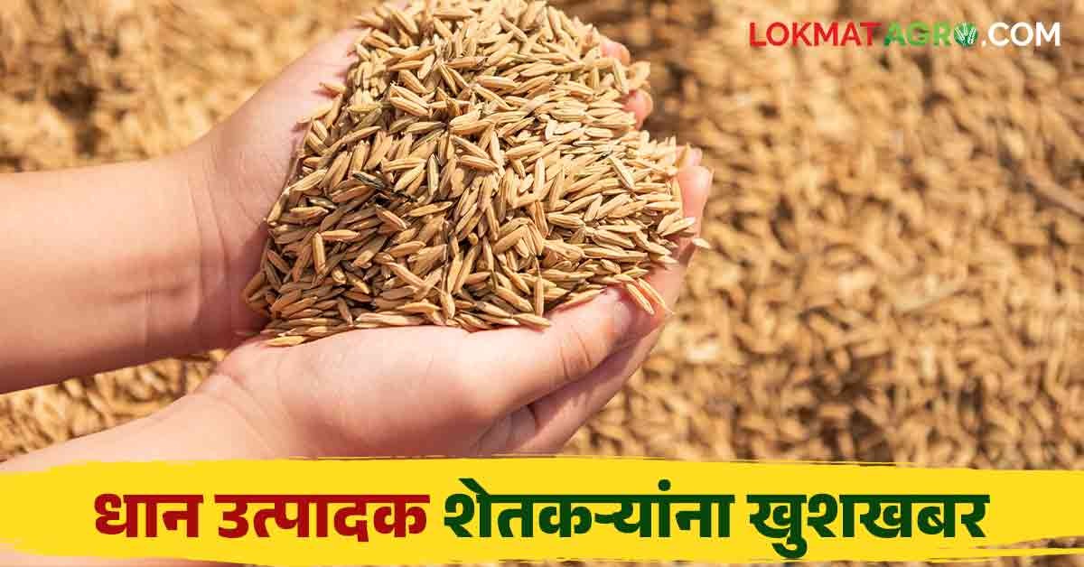 Yard Rice Rice Export : केंद्र सरकारने निर्यातबंदी हटविल्यामुळे हंगामाच्या ...