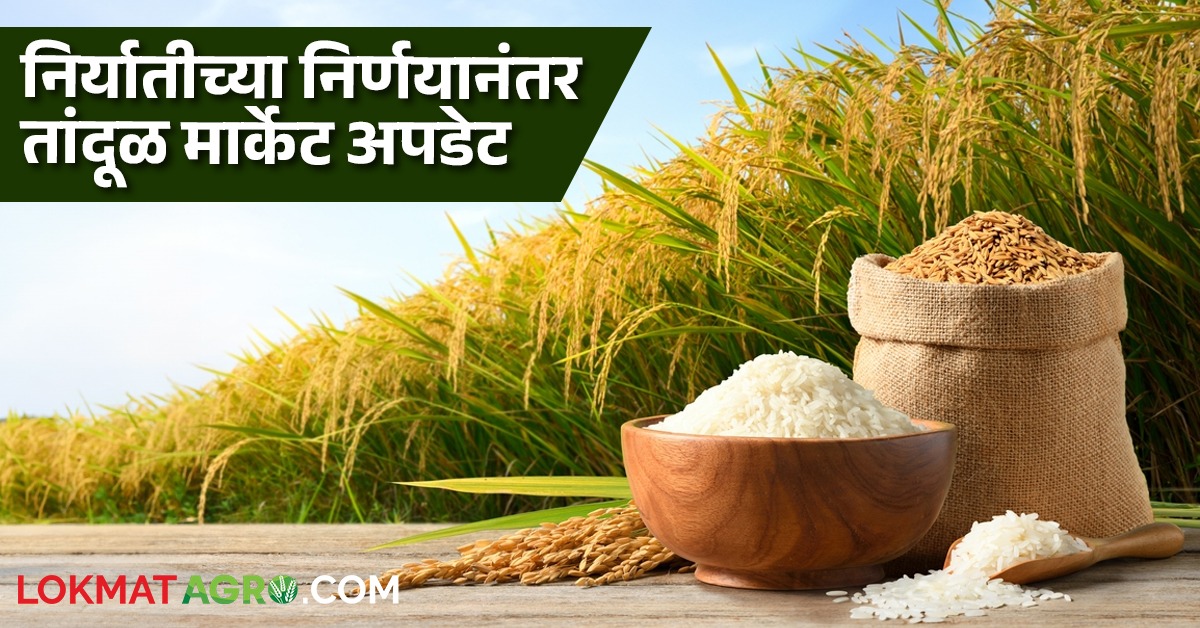 Updated Rice Rice Market Update : निर्यात बंदी हटवली, देशांतर्गत बाजारपेठांमध्ये ...