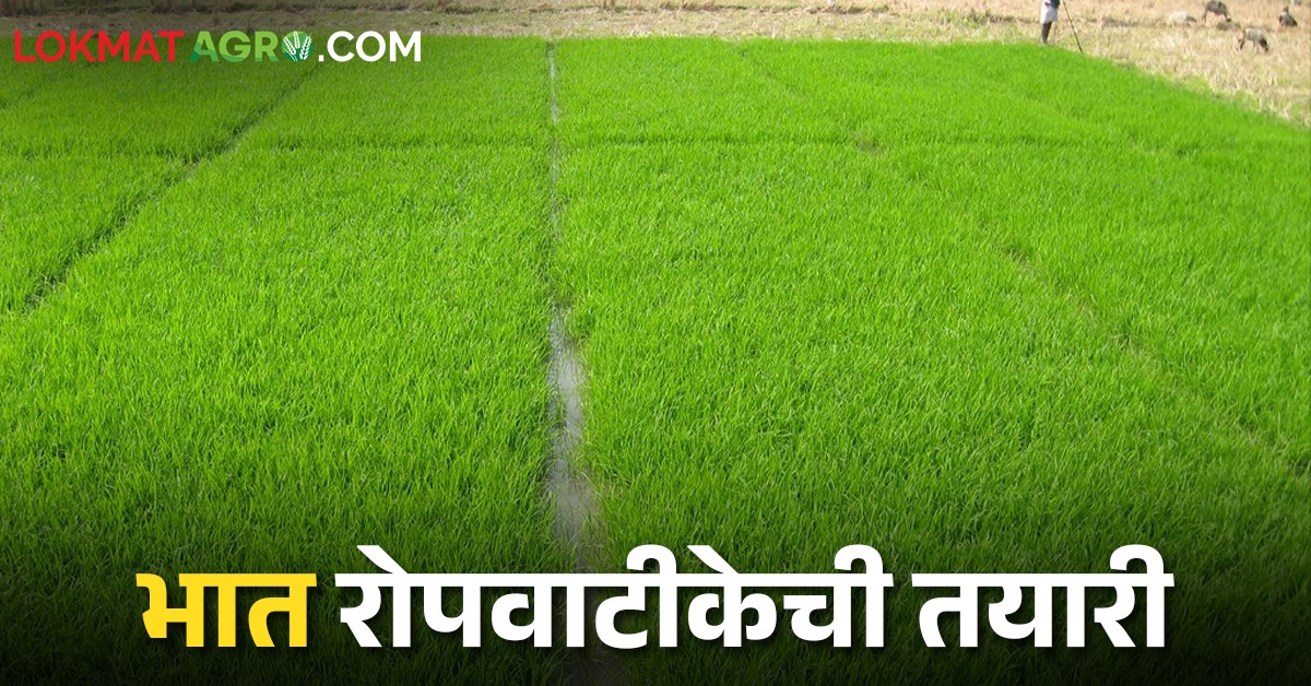 Paddy Nursery भाताच्या सशक्त रोपांसाठी कशी तयार कराल रोपवाटीका | Paddy ...