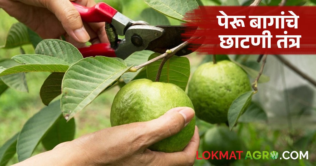 latest news Guava tree pruning techniques read in details