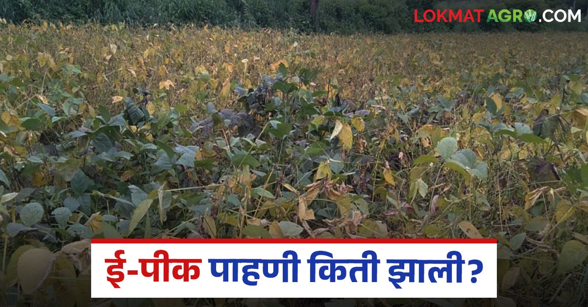 नाशिक जिल्ह्यात 4 लाख हेक्टर क्षेत्रावर ई-पीक पाहणी पूर्ण; 30 ...