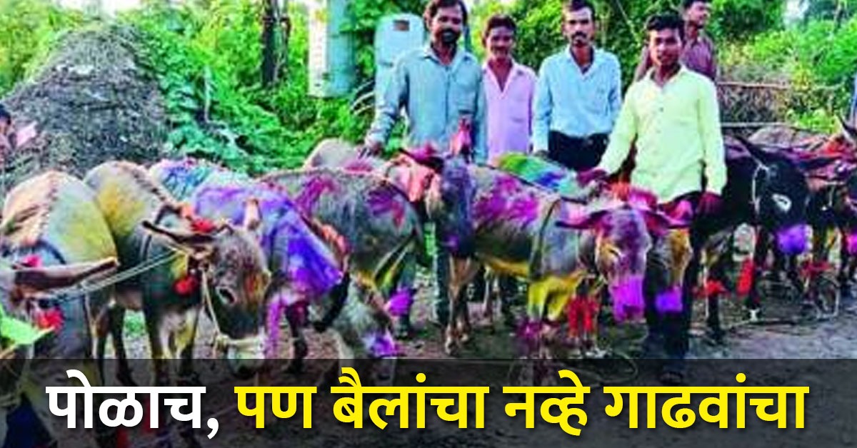 आज या ठिकाणी बैलांचा नव्हे तर गाढवांचा पोळा होणार साजरा | Pola is ...