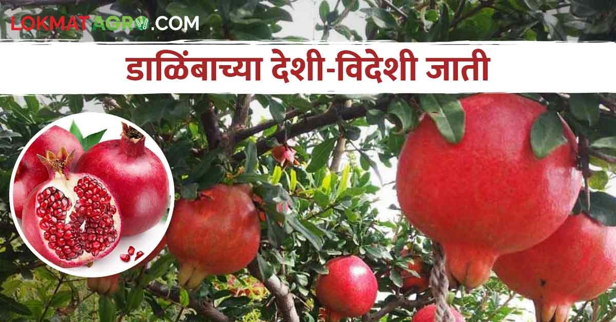 Pomegranate Variety डाळिंब लागवड करताय.. कोणती जात निवडाल ...