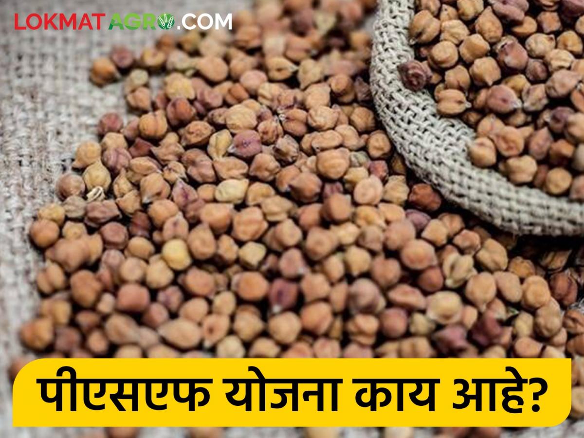 पीएसएफ योजना काय आहे? योजनेंतर्गत तूर खरेदीसाठी नोंदणी | latest News ...