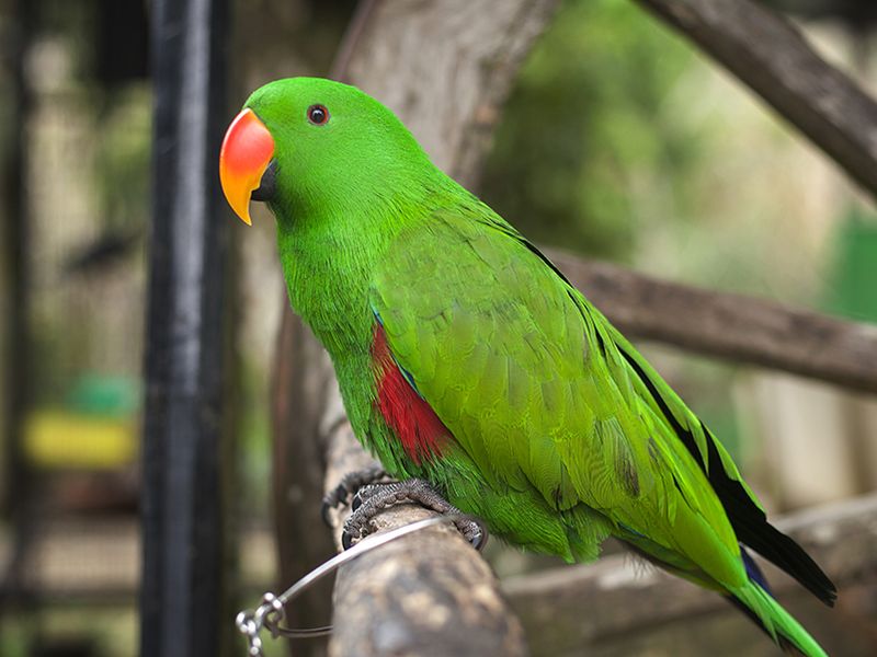 à¤ª à¤ªà¤ à¤à¤¡ à¤¨ à¤ à¤² à¤¯ à¤ à¤¯ à¤° à¤ à¤¤ à¤ªà¤¤ à¤¨ à¤ªà¤¤ à¤¨ à¤² à¤ à¤² à¤® à¤°à¤¹ à¤£ à¤¸ à¤¸à¤° à¤ à¤à¤¨ à¤à¤° à¤ à¤¹ à¤ à¤² à¤¤ à¤¡à¤« à¤¡ marathi news a husband has beaten his wife out of anger after a parrot flew away in à¤ª à¤ªà¤ à¤à¤¡ à¤¨ à¤ à¤² à¤¯ à¤ à¤¯ à¤° à¤ à¤¤ à¤ªà¤¤ à¤¨ à¤ªà¤¤ à¤¨ à¤² à¤ à¤² à¤® à¤°à¤¹ à¤£ à¤¸ à¤¸à¤° à¤ à¤à¤¨ à¤à¤° à¤ à¤¹ à¤ à¤² à¤¤ à¤¡à¤« à¤¡ marathi news a husband has beaten his wife out of anger after a parrot flew away in