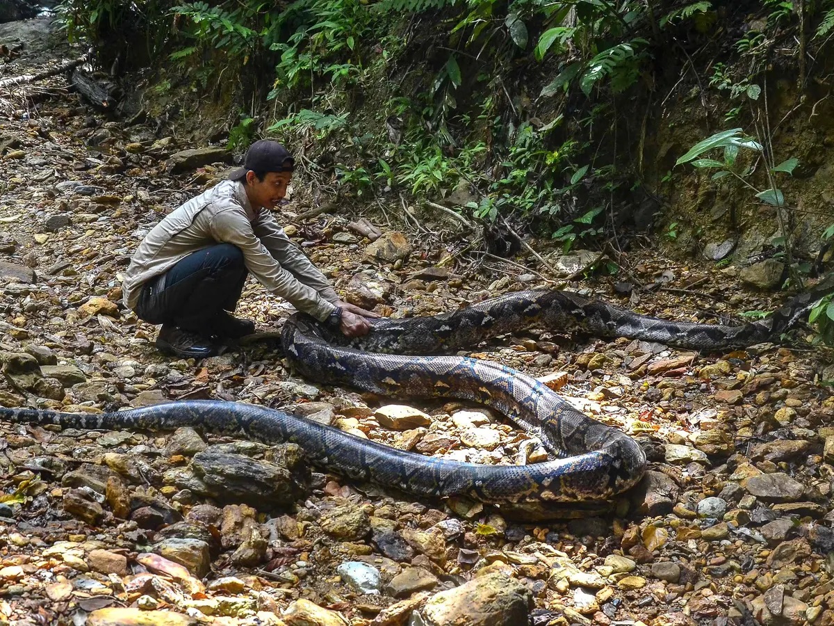 30 फूट लांब अजगराने महिलेला जिवंत गिळले, पत्नीला पाहून पतीचा थरकाप ...