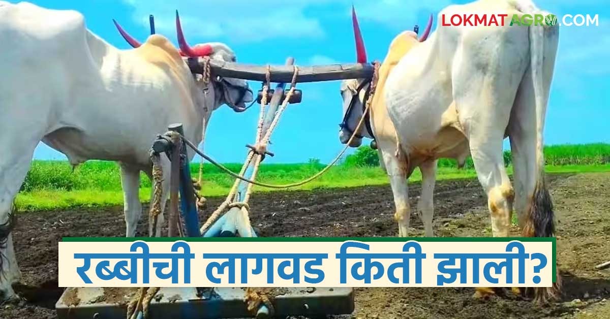 आतापर्यंत रब्बी हंगामात 'या' पिकाची सर्वाधिक लागवड झाली, पहा पीकनिहाय ...