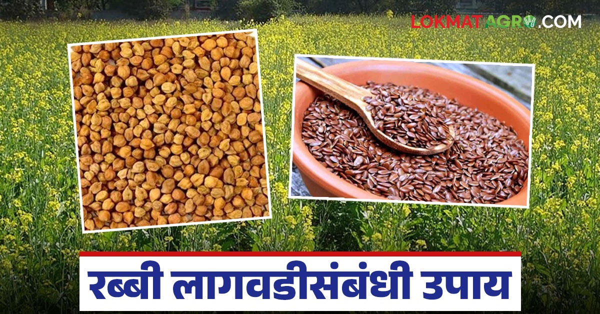 latest news Rabi Crop Advisory read in details