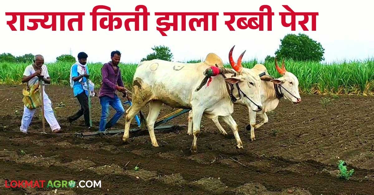 Own Rabi Maharashtra Rabi Perani : यंदा राज्यात रब्बी पेरणी दहा टक्के वाढणार ...