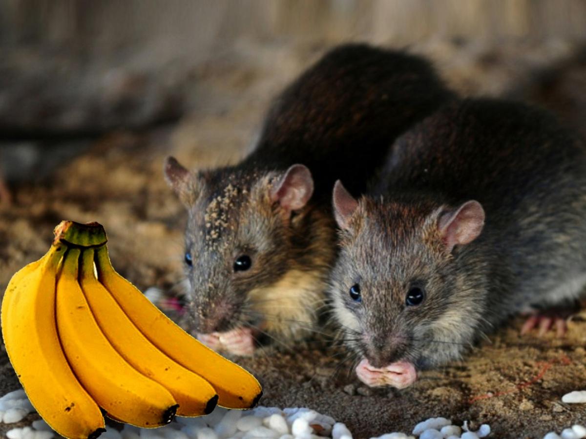 केळी पाहून उंदीरमामांची उडते घबराट, वैज्ञानिकांचा दावा; चकित करणारं