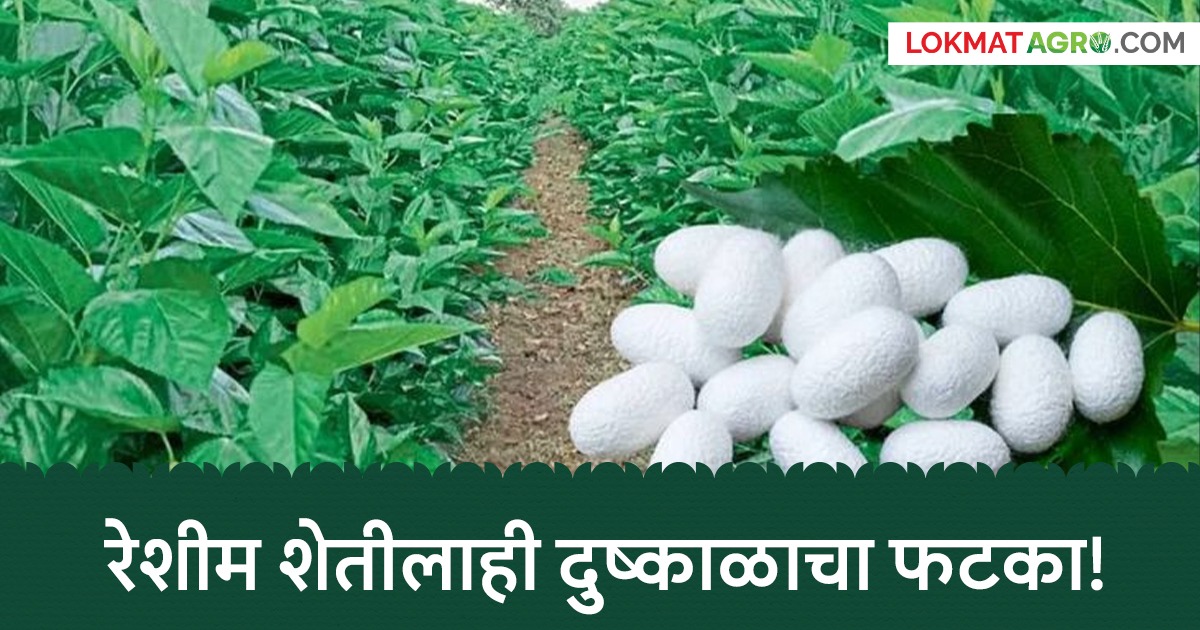 latest news Reshim Sheti: Silk farming, an alternative to traditional ...