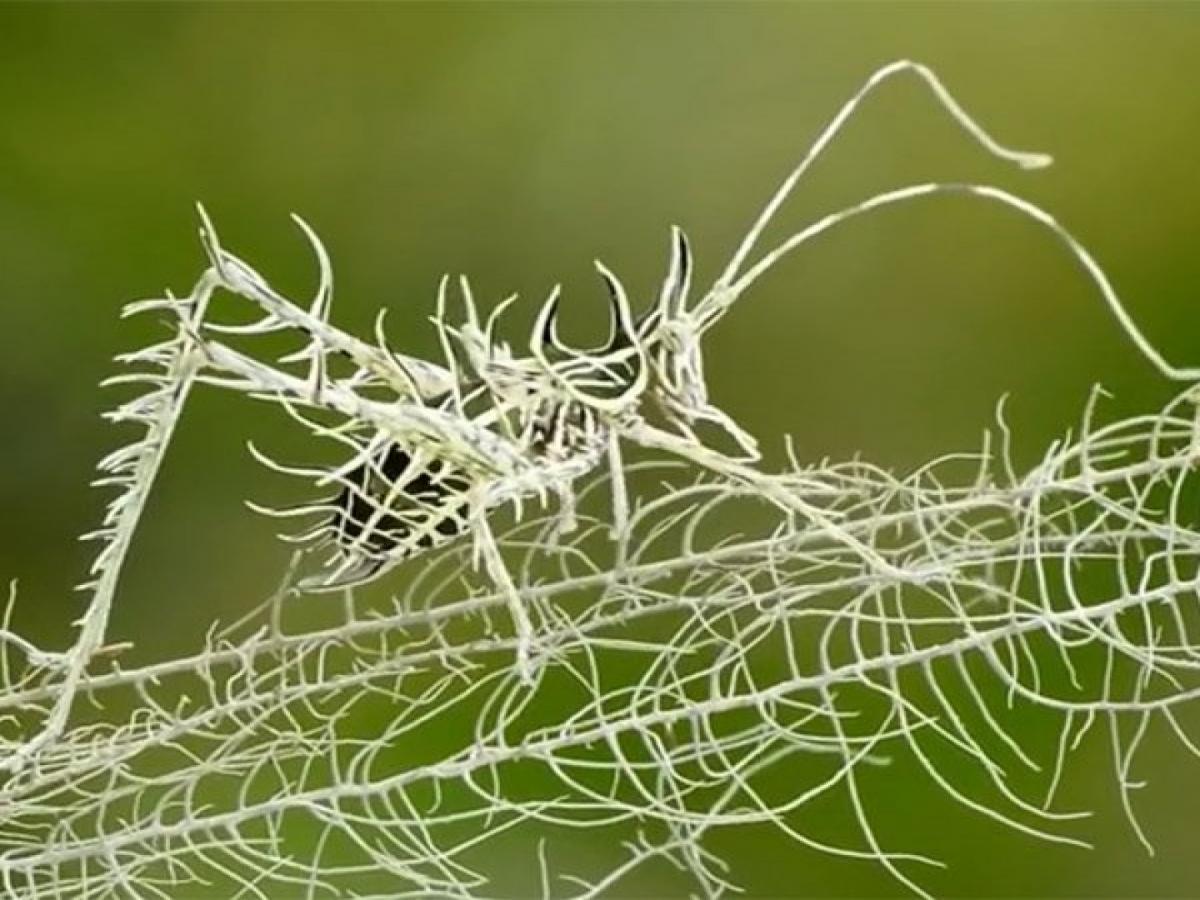 Udhay Insect उभ्या आयुष्यात तुम्ही असा जीव पाहिला नसेल, व्हिडीओ पाहून लोक झाले हैराण ...