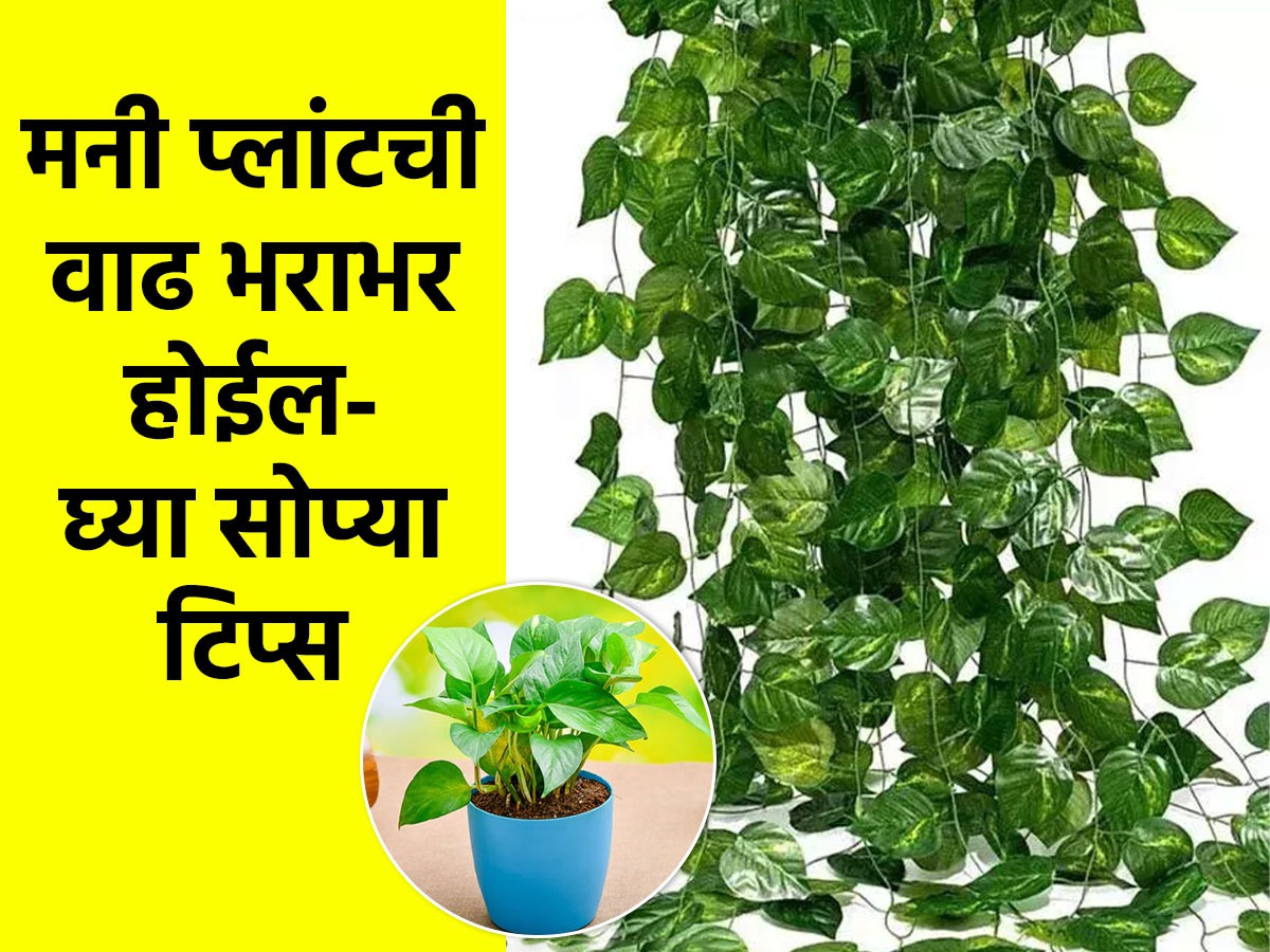 How To Grow Money Plant Faster How To Grow Money Plant Faster