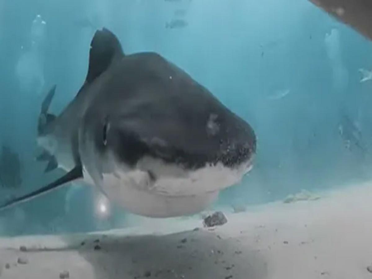 VIDEO : शार्कने खाल्ला फिल्ममेकरचा कॅमेरा, रेकॉर्ड झाला तोंडातील खतरनाक