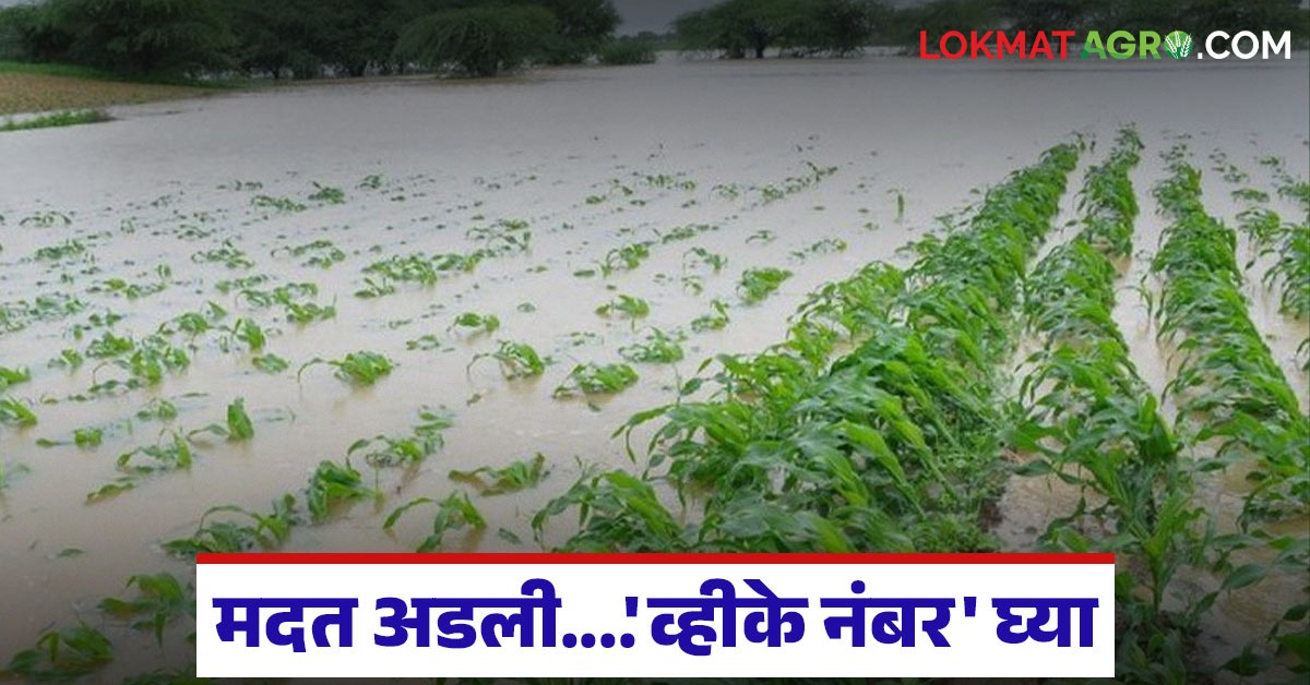 Madat latest news Shetkari Madat: Big update for the affected: 'VK number ...