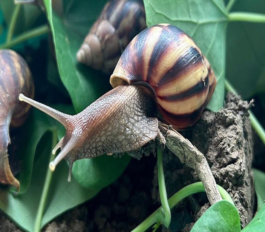 शंखी गोगलगाय आली आहे ? घाबरू नका वेळीच नियंत्रण करा | Has the snail ...
