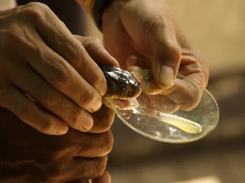 नशेच्या थ्रिलसाठी चक्क जिभेवर घेतला जातोय स्नेक बाइट; २ ते ३