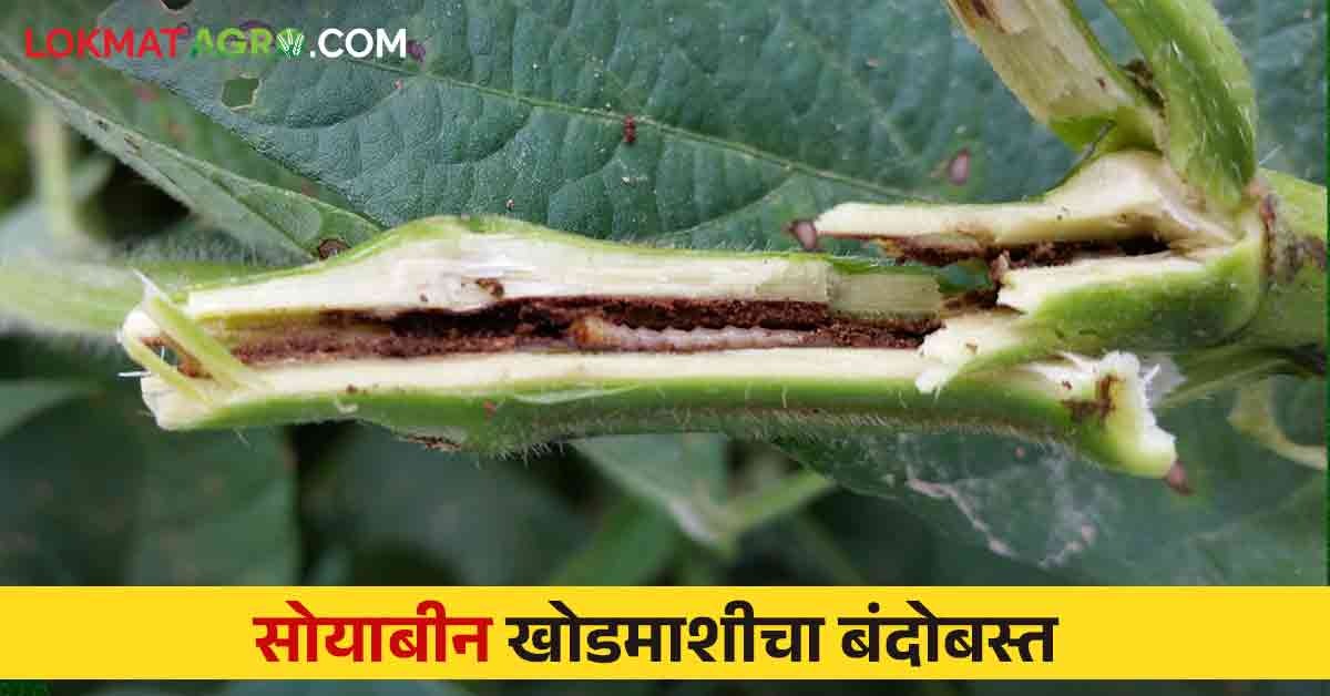 Sobean Khodmashi सोयाबीन खोडमाशीचा बंदोबस्त करण्यासाठी करा हे सोपे उपाय Sobean Khodmashi 1857