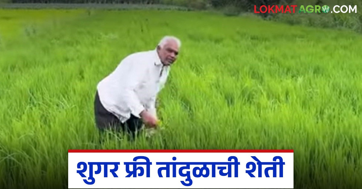 कराडच्या शेतकऱ्यांनी शुगर फ्री भात उत्पादनाचा प्रयोग केला यशस्वी; चार ...