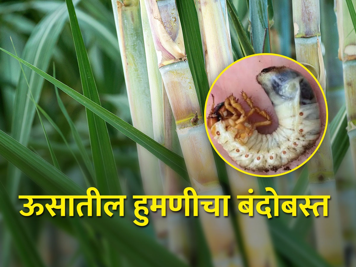 ऊसातील हुमणीचा जीवनक्रम आणि नियंत्रण Life Cycle And Control Of White Grub In Sugarcane 9556