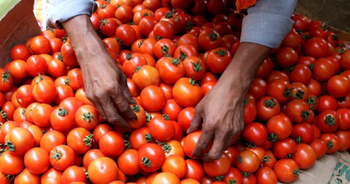 टोमॅटो आणखी रडवणार ३०० रुपयांपर्यंत होणार किलोचा भाव जाणून घ्या नेमकं कारण काय Totomato 4484