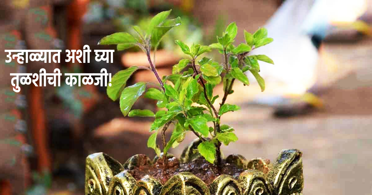 Tulasi Plant Tips वाढत्या उन्हामुळे तुमची तुळस कोमेजून गेली? फॉलो करा
