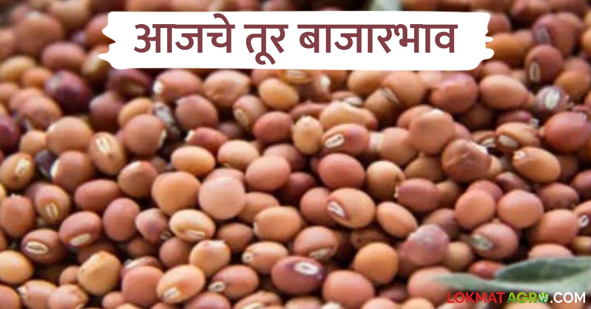 latest news Today's Tur Arrivals in the Market read in details