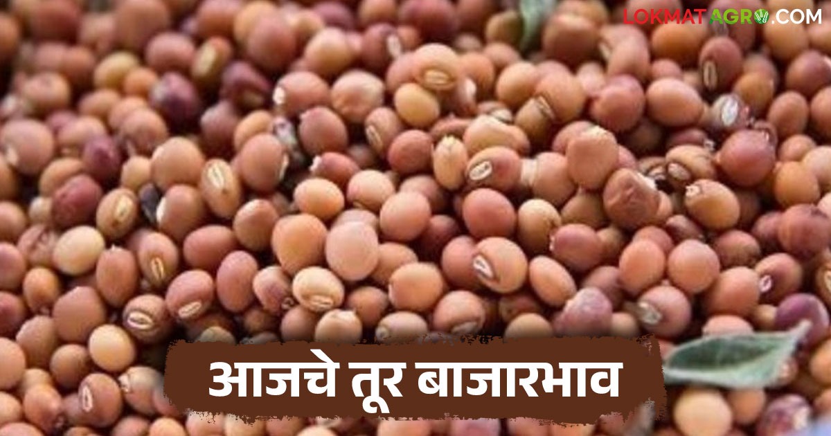 latest news Today's Tur Arrivals in the market read in details