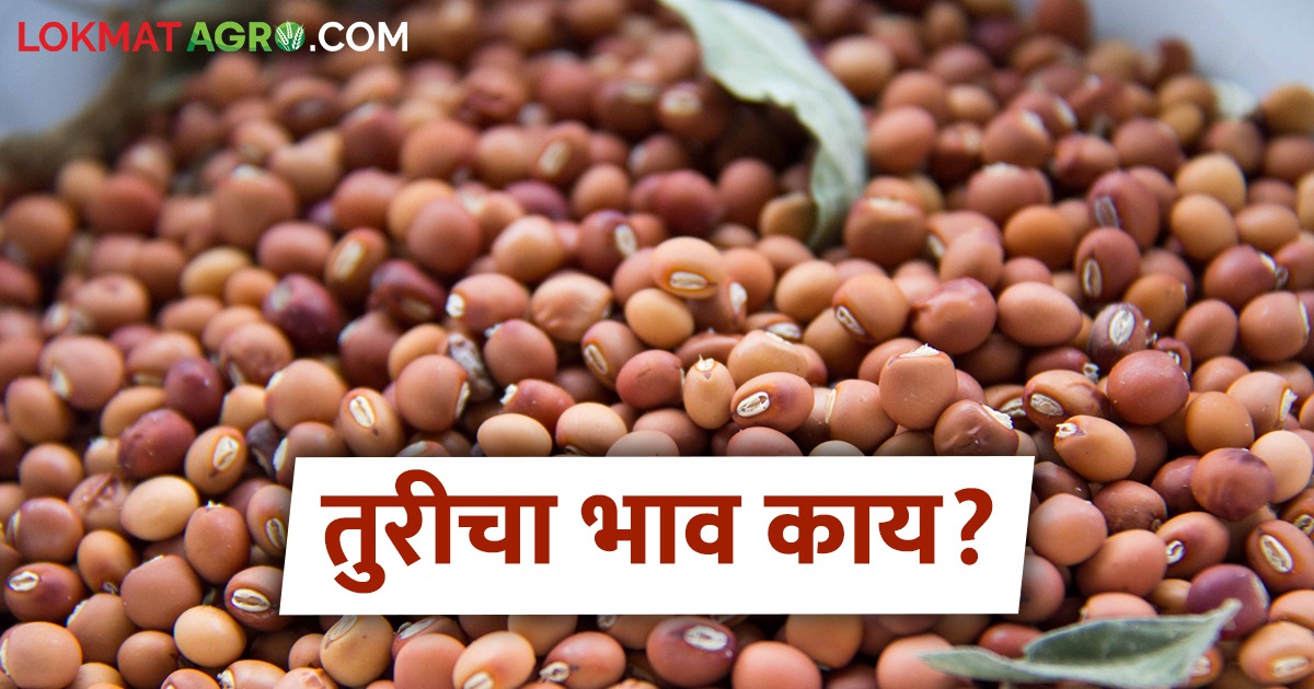 latest news today's tur market arrivals read in details