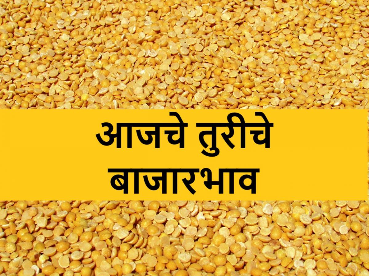 Tur Market rates आज या बाजारसमितीत केवळ १ क्विंटल तुरीची आवक; जाणून घ्या आजचे तुरीचे बाजारभाव