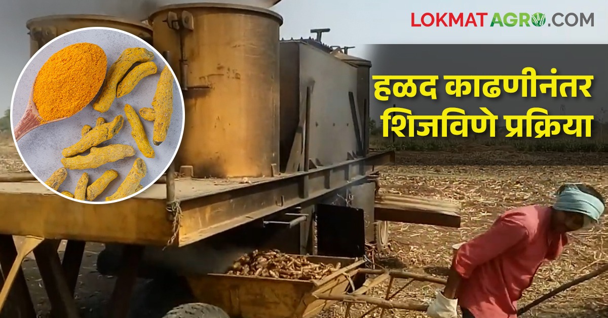 Turmeric Thread Making Process उच्च प्रतीच्या उत्पादनासाठी सुधारित पद्धतीने अशी करा हळदीवर प्रक्रिया ...