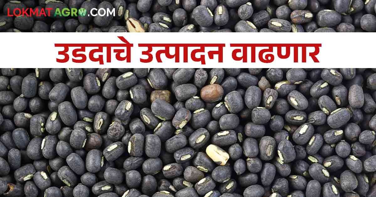 यंदा चांगल्या पावसामुळे उडीद पिकाखालील क्षेत्रात झाली वाढ | This year ...