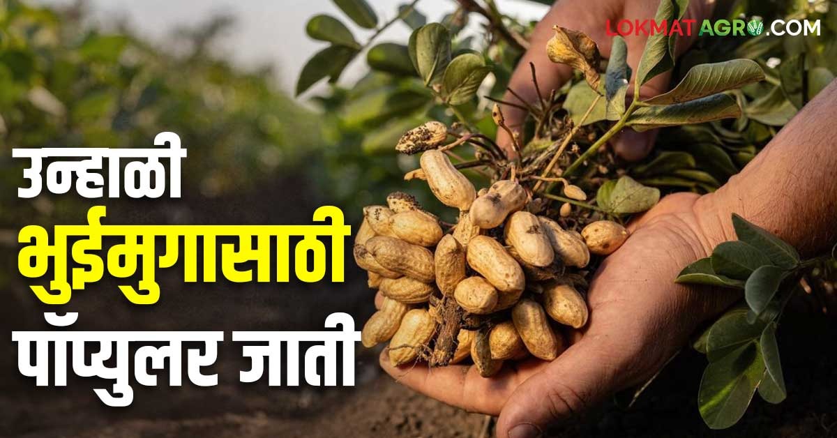 Unhali Bhuimug : उन्हाळी भुईमुगाची लागवड करताय? कोणत्या जाती निवडाल ...