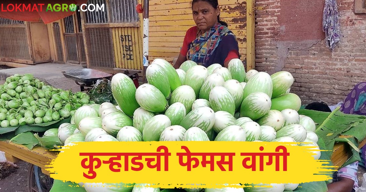 कुऱ्हाड गावं बनलं वांगी उत्पादनाचं केंद्र, वांगी थेट मुंबईच्या ...
