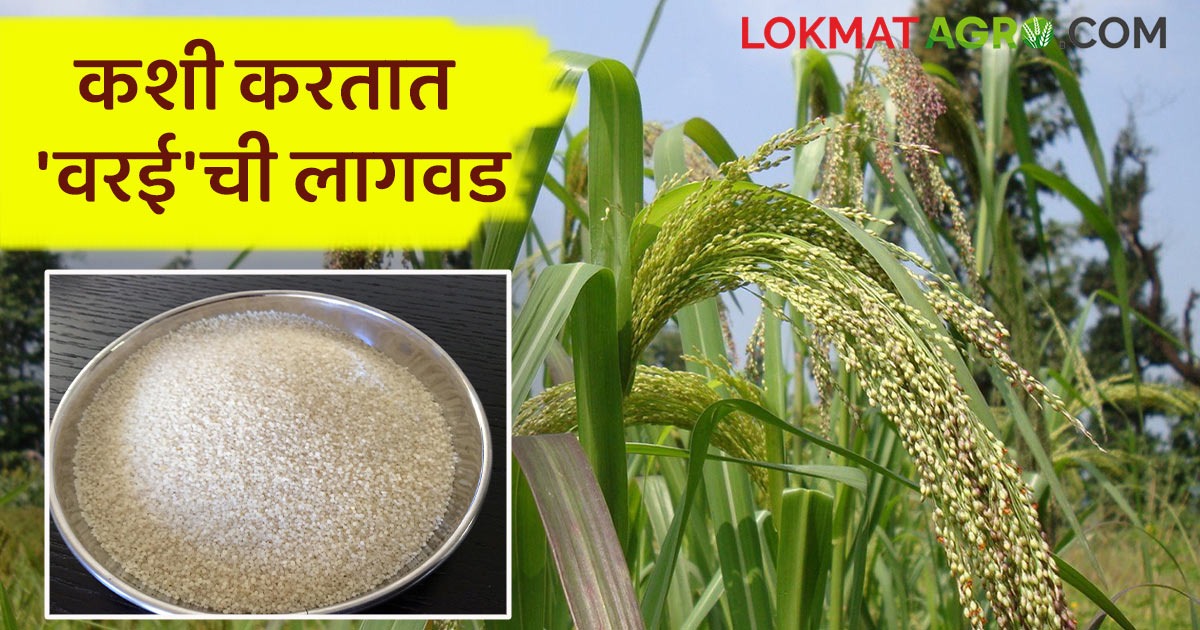 Varai Varai Lagwad : कमी कालावधीत तयार होणारे पौष्टिक गुणधर्म संपन्न भरडधान्य ...