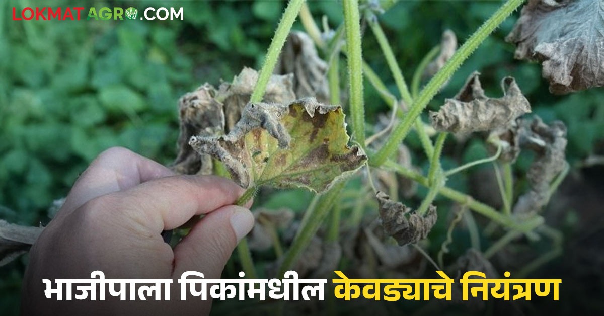 Vegetable Farming : भाजीपाला पिकांमध्ये डाऊनी मिल्ड्यूचा प्रादुर्भाव ...