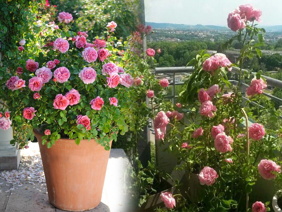 गुलाबाला नुसतेच काटे, फुलांचा पत्ताच नाही? कुंडीतला गुलाब सुंदर फुलण्यासाठी ५ उपाय, येईल