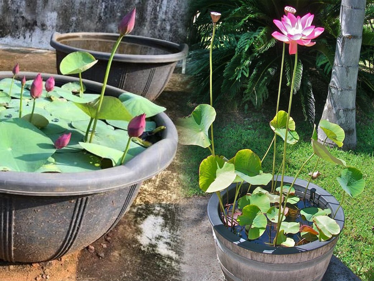 छोट्या बाल्कनीतही फुलेल सुंदर कमळ; त्यासाठी करा ५ गोष्टी.. फुलतील कमळं